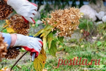 Дачникам. Осенняя обрезка гортензий: когда нужна, а когда лучше не трогать! Гортензия &mdash; королева сада. Кажется, стоит только прикоснуться &mdash; и она обидится. Но правильная обрезка осенью не вредит, а помогает растению пережить зиму и расцвести ещё пышнее. Главное &mdash; знать, какой вид у вас растёт. Потому что для одних гортензий осенняя стрижка...