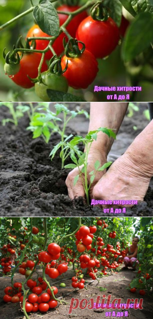 перспективные сорта