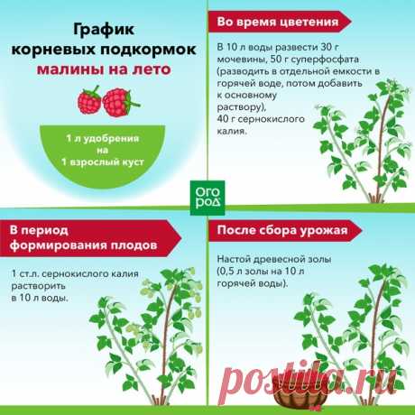 Малина зацветает? Сохраните график подкормок!