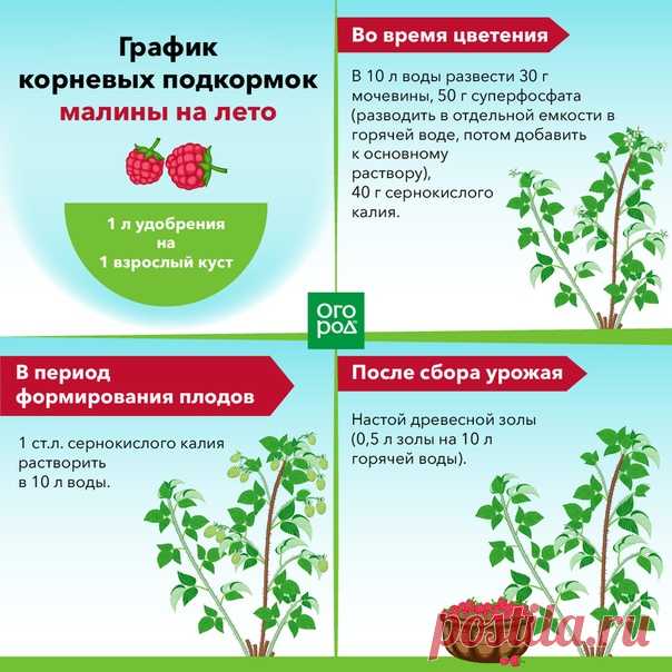 Малина зацветает? Сохраните график подкормок!