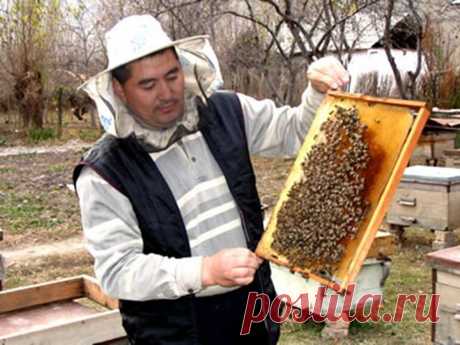 пчеловод: 17 тыс изображений найдено в Яндекс.Картинках