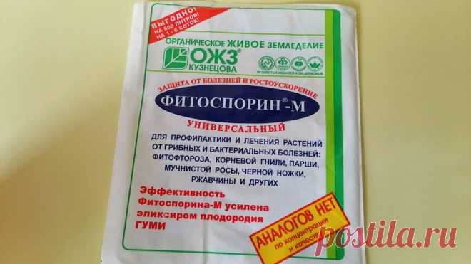 Как развести фитоспорин - инструкция по применению. Если хочешь, чтобы он зароботал в полную мощь, разводить его нужно именно так | ХОЗЯЙКА УЮТА | Дзен