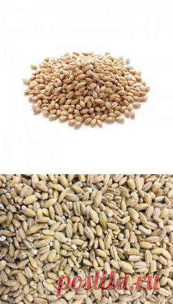 Перловая крупа купить в Москве | Шеф Орех