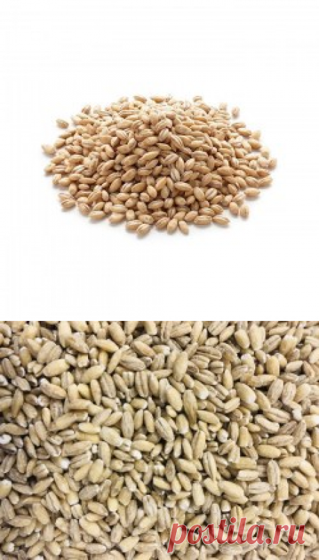 Перловая крупа купить в Москве | Шеф Орех