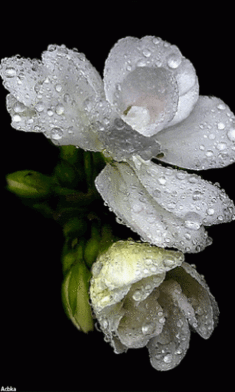 Живые фотографии – Сообщество – Google+