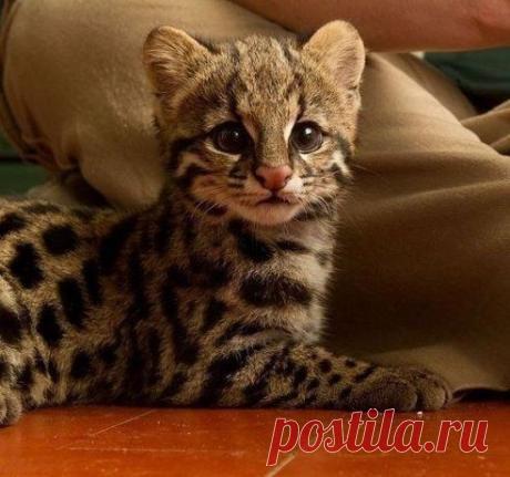 Одноклассники