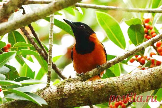 5 птиц, которые опасны для человека! » Женский Мир