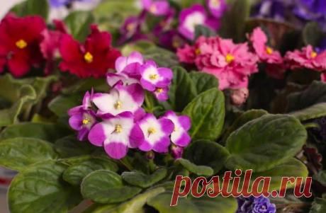 Комнатные фиалки: какой должен быть полив для обильного цветения