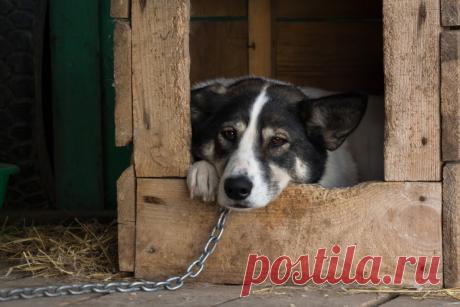 Почему нельзя сажать собаку на цепь? Фото — Ботаничка