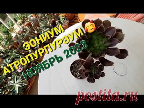 Древовидный эониум Атропурпурэум. Перевалка в глиняный горшок. Выдержит ли в нём  зимовку?🤔