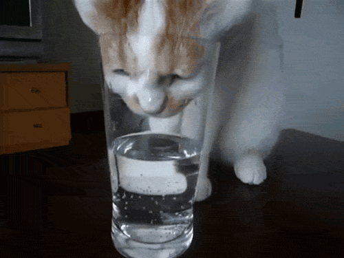 Как приучить себя пить много воды