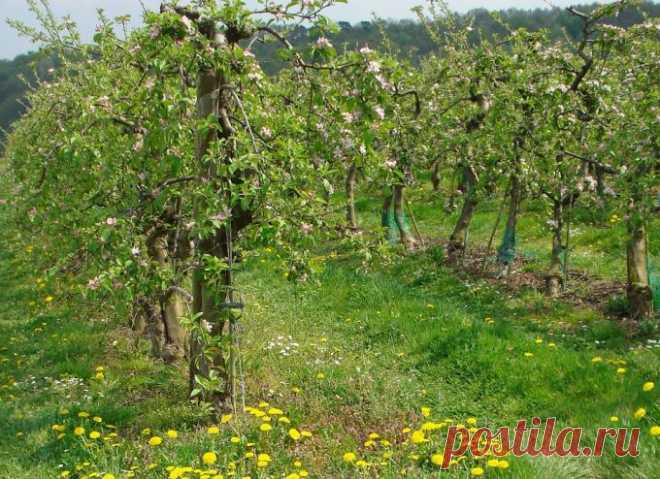 Чем обработать деревья от тли :: Сад и огород :: Сад и огород