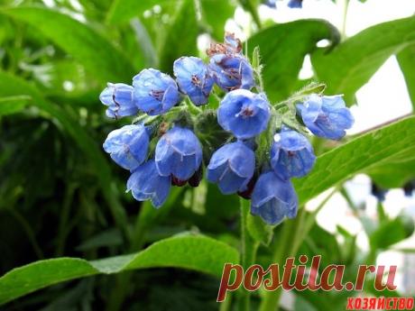 Целитель окопник