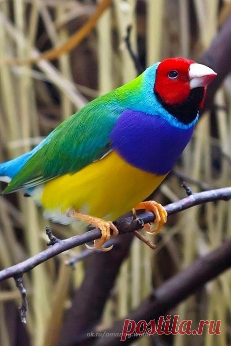 Гульдова амадина (Chloebia gouldiae) - одна из самых ярких и красивых австралийских птичек.