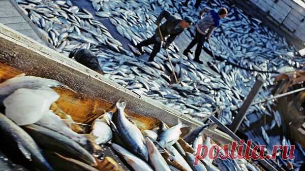 Экспорт рыбопродукции с Дальнего Востока побил рекорд 2019 года