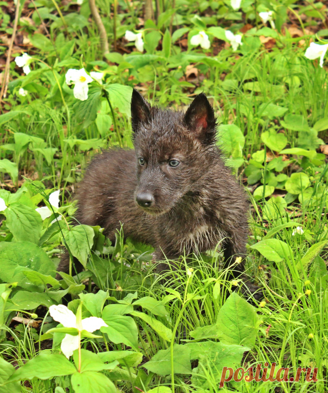 Black Grey Wolf | (Captive) Taken at Minnesota Wildlife Conn… | McKenzie Greenly | Flickr