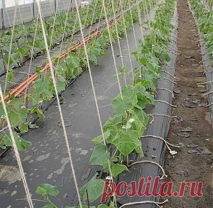 Выращивание огурцов на пленке