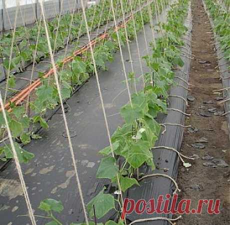 Выращивание огурцов на пленке