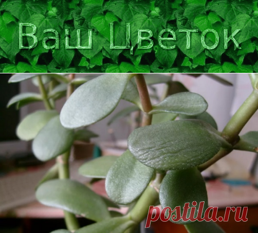 Почему у денежного дерева мягкие листья – вянут, становятся тонкими, сморщенными, что делать в домашних условиях, как спасти толстянку