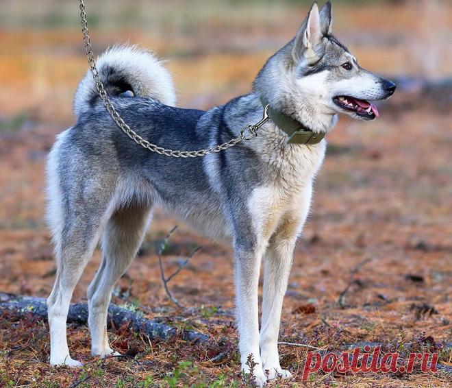 Шведская лайка емтхунд - Красивые открытки и картинки