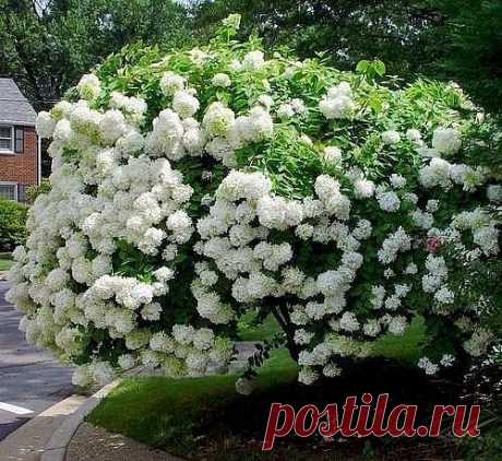 Пересадка гортензии - дело серьезное

Если на вашем участке цветет гортензия, успех среди цветоводов вам обеспечен! Смотрится она сказочно. Экзотические шаровидные соцветия гортензии пленяют взор. А каких только расцветок нет! Все оттенки розового, фиолетового, красные, нежно белые, и даже зеленые – цветовая палитра просто поражает.

Порой возникает необходимость пересадить любимейший куст в другое место. Когда и как это лучше сделать? Пересадка гортензии - дело серьезное ...