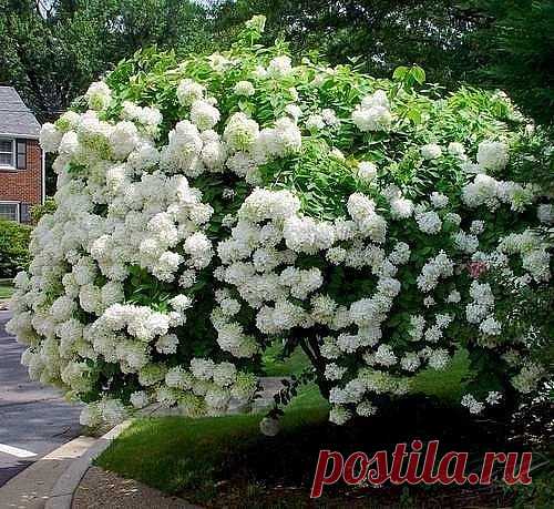 Пересадка гортензии - дело серьезное

Если на вашем участке цветет гортензия, успех среди цветоводов вам обеспечен! Смотрится она сказочно. Экзотические шаровидные соцветия гортензии пленяют взор. А каких только расцветок нет! Все оттенки розового, фиолетового, красные, нежно белые, и даже зеленые – цветовая палитра просто поражает.

Порой возникает необходимость пересадить любимейший куст в другое место. Когда и как это лучше сделать? Пересадка гортензии - дело серьезное ...