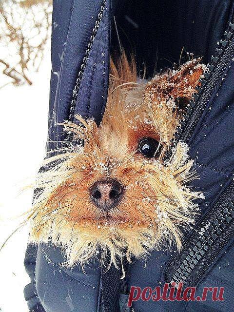 Одноклассники