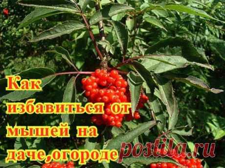Как избавиться от мышей на даче | Огород и сад