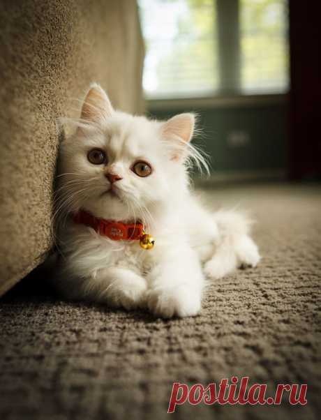 photogenic felines