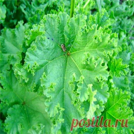 Травы для здоровья | Друг пенсионера
Хочу рассказать о про­свирнике кудрявом. Это растение до 3 метров высотой с крупными гофрированными листьями и многочислен­ными белыми цветками.