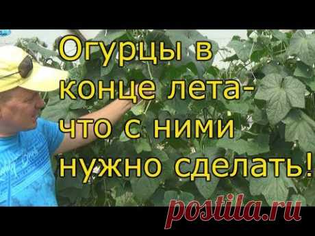 ОГУРЦЫ В АВГУСТЕ-продление плодоношения!