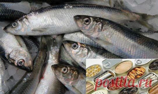 Как приготовить вкусные домашние консервы | KARPPOKLEVKIN.RU | Яндекс Дзен