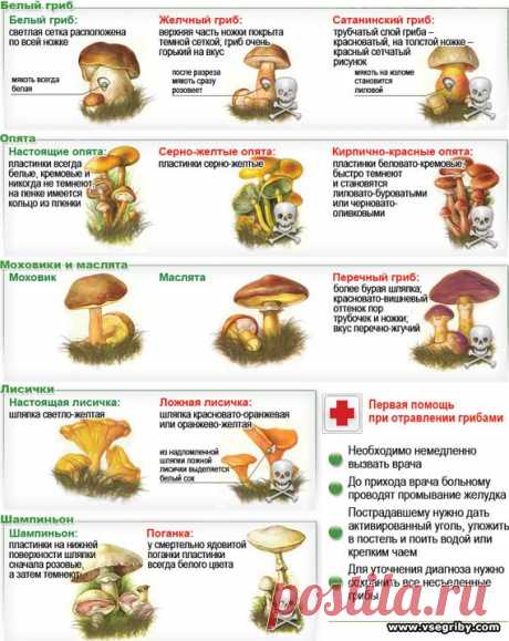 Грибы двойники, отличительные признаки