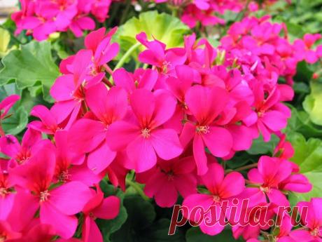 Чтобы пеларгонии радовали своим цветением как можно дольше