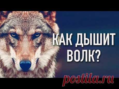 ▶️  Как правильно дышать? Советы и дыхательные практики