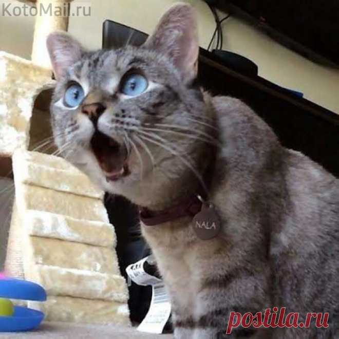 Момент удивления