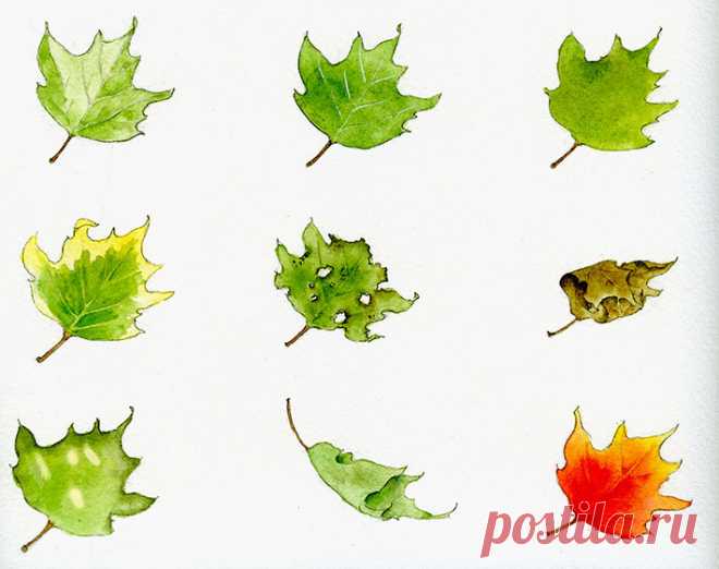 Как рисовать листья поэтапно | web-paint.ru