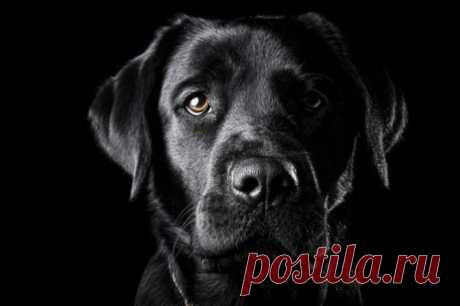 FOTOMEN