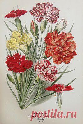 Найдено на сайте obotanicoaprendiznaterradosespantos.blogspot.com.br.