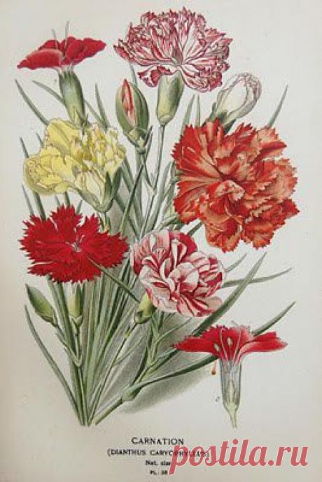 Найдено на сайте obotanicoaprendiznaterradosespantos.blogspot.com.br.