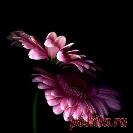 Чарующие цветы от фотографа Магды Индиго