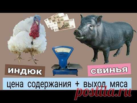 ДОМАШНЕЕ МЯСО \\ СЕБЕСТОИМОСТЬ свинина \\ индюшатина