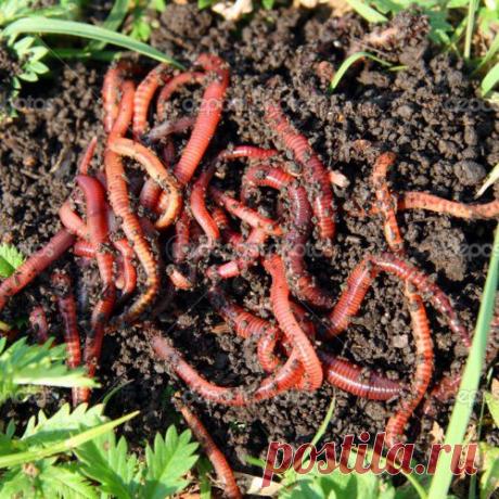 Делаем питомник для червей