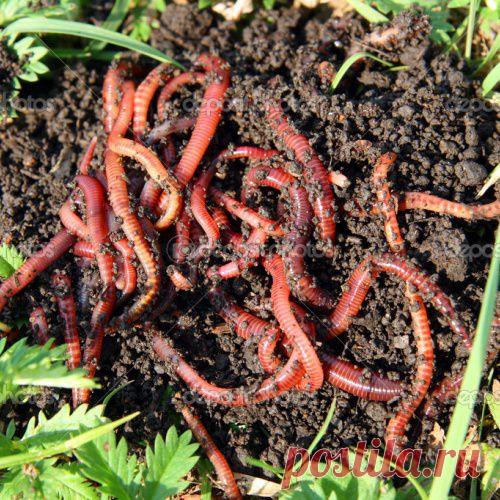 Делаем питомник для червей