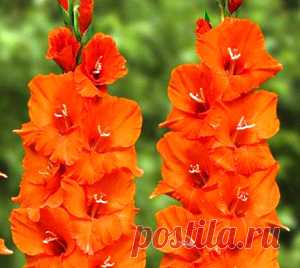 Это стихотворение-визитка поможет вам представить и защитить на цветочном карнавале костюм красивого и мужественного цветка – гладиолуса. А сопровождение слов выразительными движениями превратит выступление вашего ребенка в яркую запоминающуюся сценку.