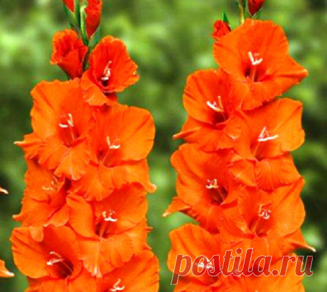 Это стихотворение-визитка поможет вам представить и защитить на цветочном карнавале костюм красивого и мужественного цветка – гладиолуса. А сопровождение слов выразительными движениями превратит выступление вашего ребенка в яркую запоминающуюся сценку.