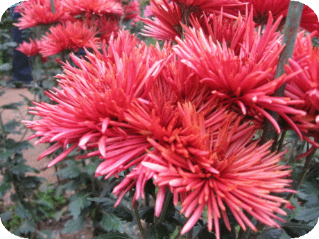 Обсуждения - Блог. Иришка! - Группы Мой Мир