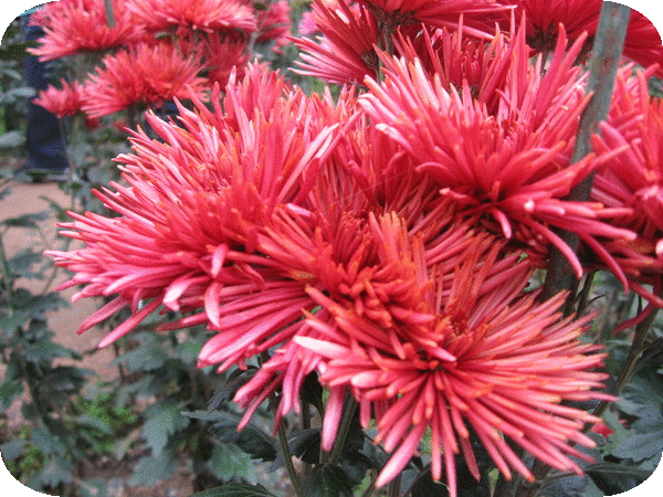 Обсуждения - Блог. Иришка! - Группы Мой Мир