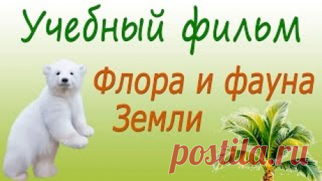 Огромная коллекция обучающих видео уроков по школьным предметам В том числе, снятые и в советское время ПРОСТО КЛАД!!!