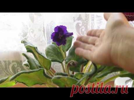 СМЕТАТЬ С ФИАЛКИ ПЫЛЬ КИСТОЧКОЙ НЕЛЬЗЯ !!! ОДНОЗНАЧНО!